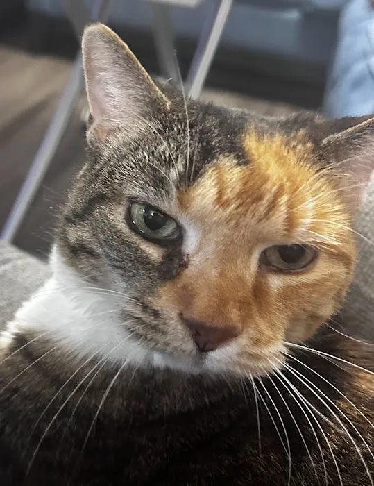 Vetco Total Care Animal Hospital 4