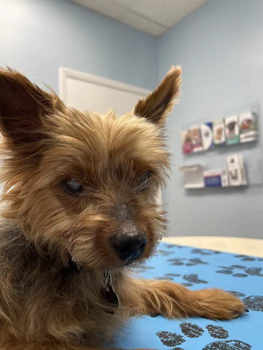 Seminole Blvd Animal Hospital 12