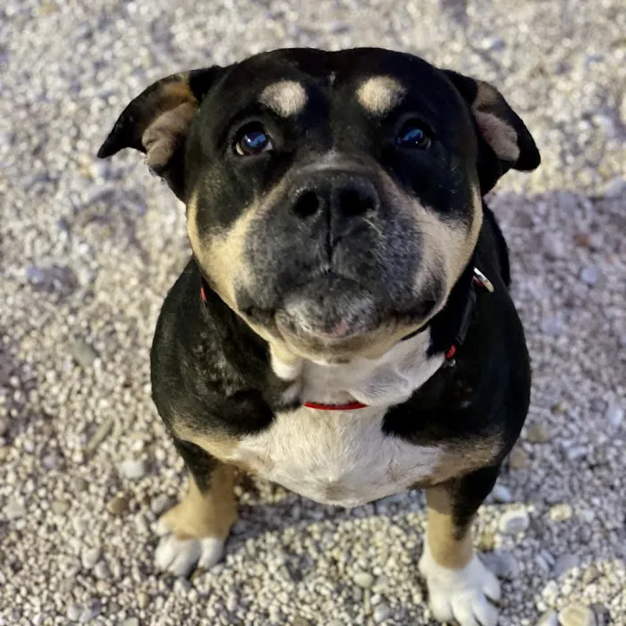 Seminole Blvd Animal Hospital 12