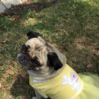 Seminole Blvd Animal Hospital ico
