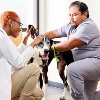 Banfield Pet Hospital ico