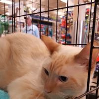 Banfield the Pet Hospital: Backus Angela DVM ico