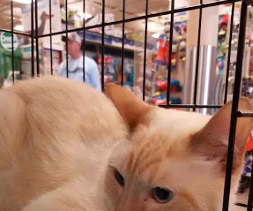 Banfield the Pet Hospital: Backus Angela DVM