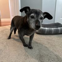 Parting Paws - Pet Euthanasia in the privacy and comfort of your home ico