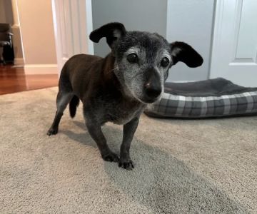 Parting Paws - Pet Euthanasia in the privacy and comfort of your home