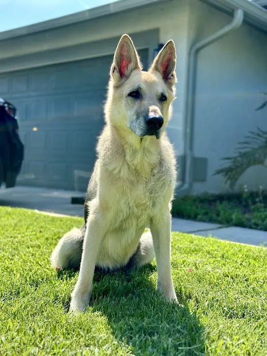 Parting Paws - Pet Euthanasia in the privacy and comfort of your home 12
