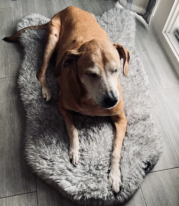 Parting Paws - Pet Euthanasia in the privacy and comfort of your home 12