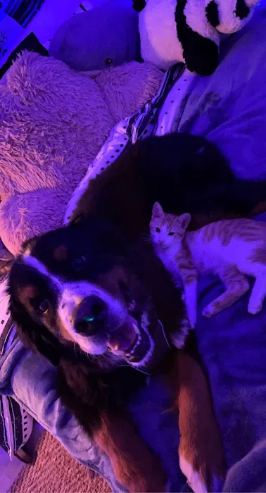 Animal Hospital of West Bay 12