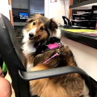 Indian Rocks Beach Animal Hospital ico