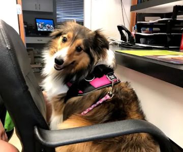 Indian Rocks Beach Animal Hospital