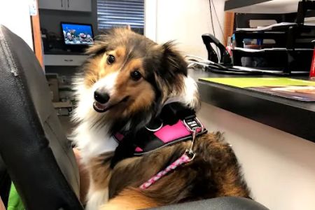 Indian Rocks Beach Animal Hospital