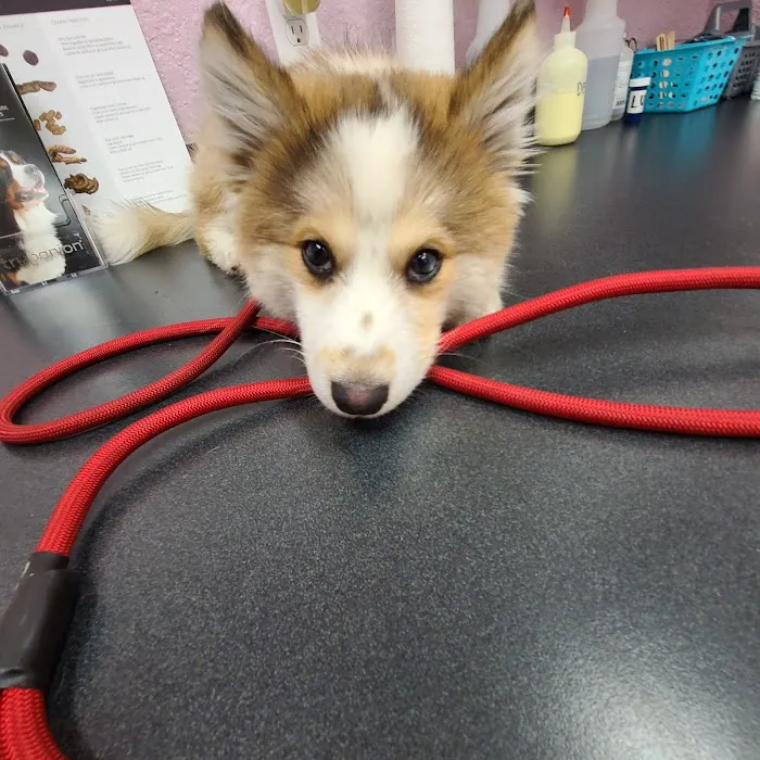 Indian Rocks Beach Animal Hospital 12