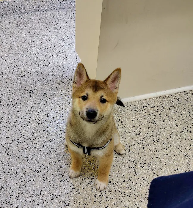 Indian Rocks Beach Animal Hospital 12