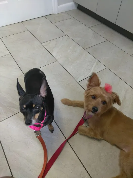 Love Animal Hospital 12