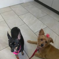 Love Animal Hospital ico
