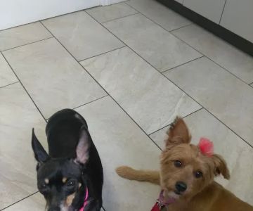 Love Animal Hospital