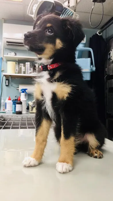Animal Hospital of Largo 2