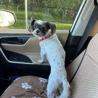 Southeast Animal Clinic ico