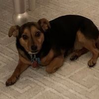 VMC Animal Blood Bank ico