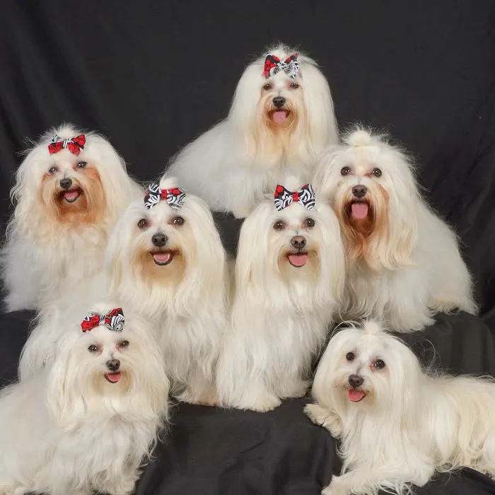 All Pets Animal Hospital at Lakewood Ranch: Erin Siems DVM 1