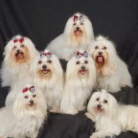 All Pets Animal Hospital at Lakewood Ranch: Erin Siems DVM ico