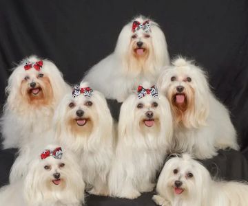 All Pets Animal Hospital at Lakewood Ranch: Erin Siems DVM