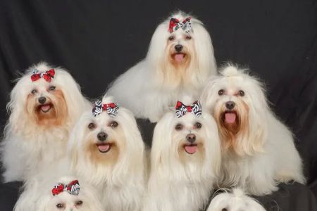 All Pets Animal Hospital at Lakewood Ranch: Erin Siems DVM