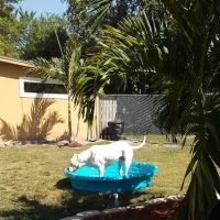 Hagan's Pet Resort ico