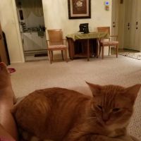 Suncoast Animal Clinic ico