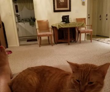 Suncoast Animal Clinic