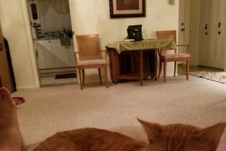 Suncoast Animal Clinic