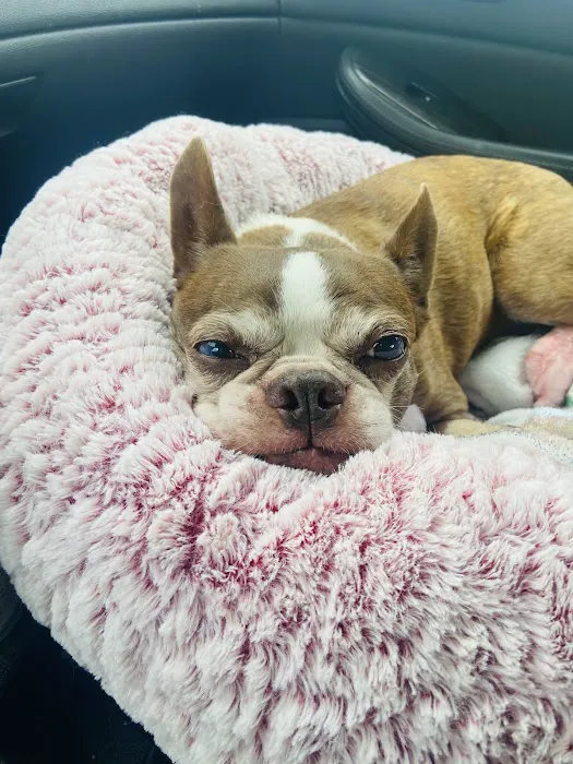 Bayshore Animal Hospital 1