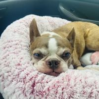 Bayshore Animal Hospital ico