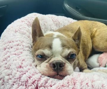 Bayshore Animal Hospital