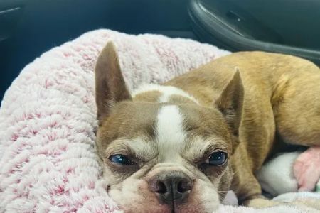 Bayshore Animal Hospital