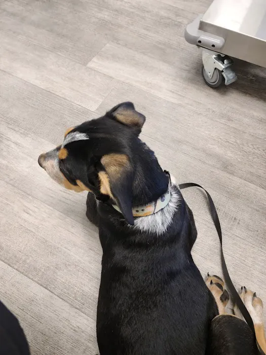 Bayshore Animal Hospital 7