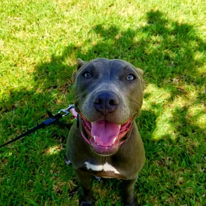Bayshore Animal Hospital 10