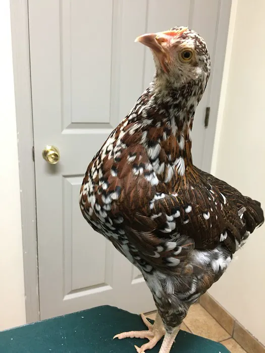 Safe Harbor Animal Clinic 3