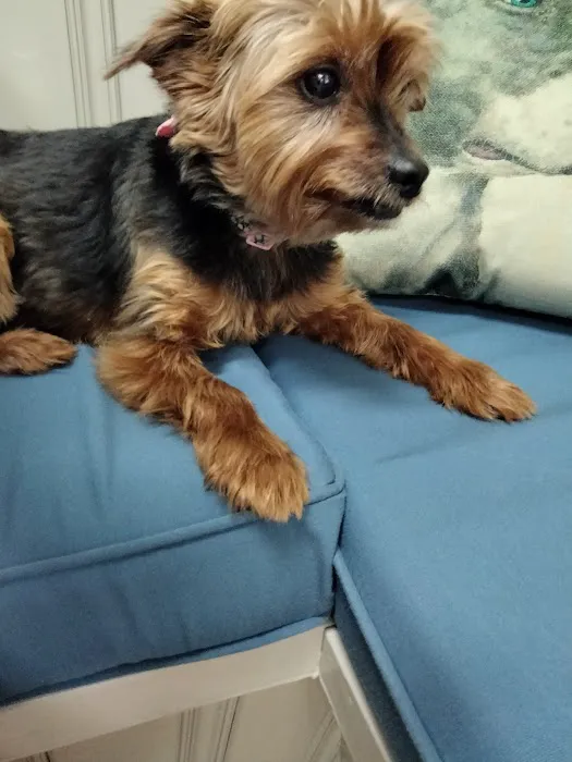 Safe Harbor Animal Clinic 4