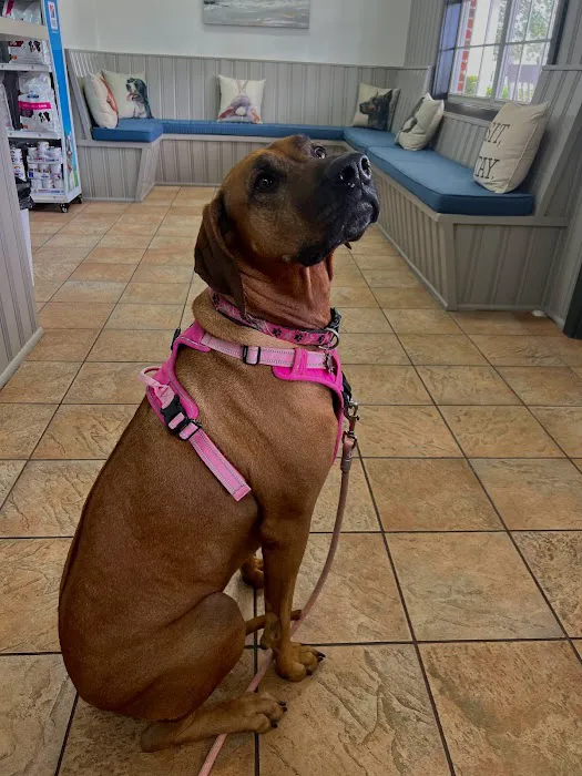 Safe Harbor Animal Clinic 7