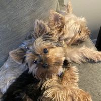 Bayshore Animal Hospital: Weber H M DVM ico