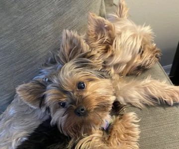 Bayshore Animal Hospital: Weber H M DVM