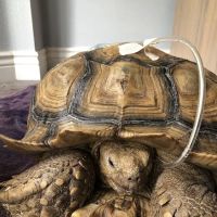 BluePearl Pet Hospital ico