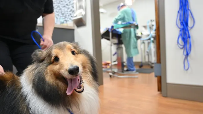 Forest Lakes Animal Clinic 1