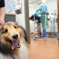 Forest Lakes Animal Clinic ico