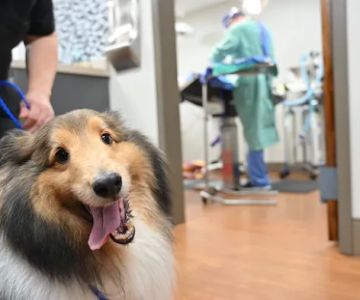 Forest Lakes Animal Clinic