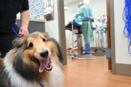 Forest Lakes Animal Clinic