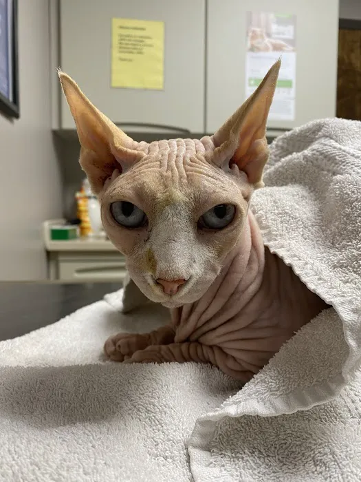 Forest Lakes Animal Clinic 5