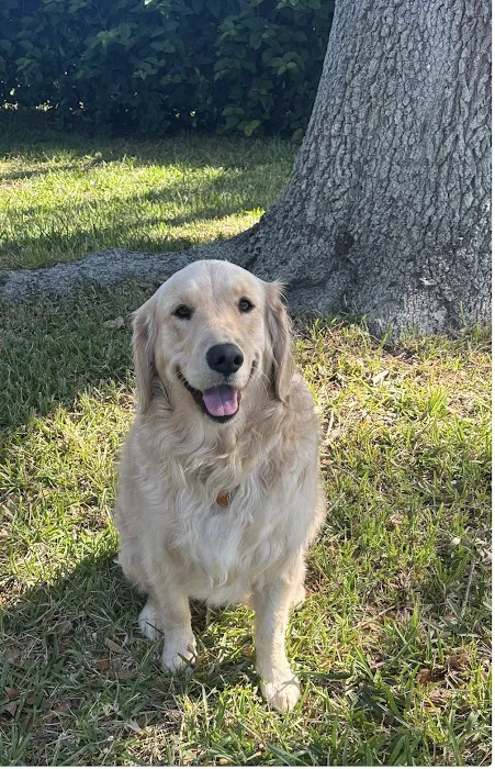 Forest Lakes Animal Clinic 7