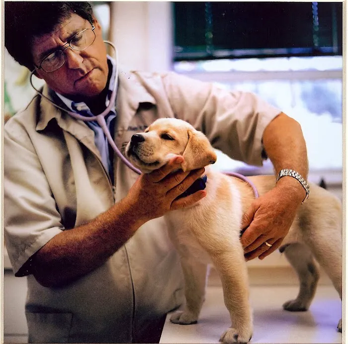 Island Animal Clinic 3